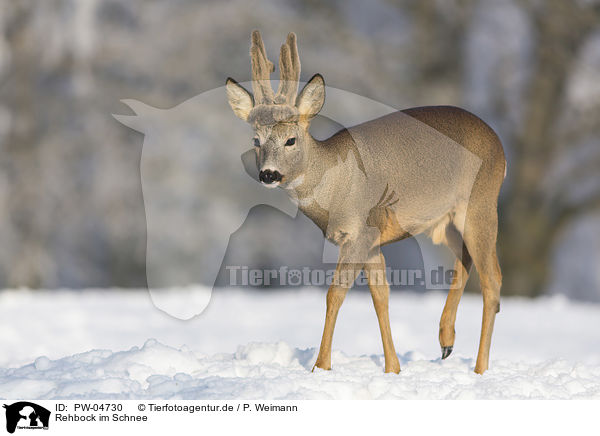 Rehbock im Schnee / PW-04730