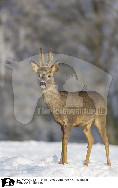 Rehbock im Schnee / PW-04731
