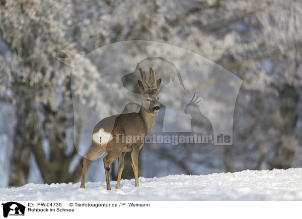 Rehbock im Schnee / Roebuck in the snow / PW-04735