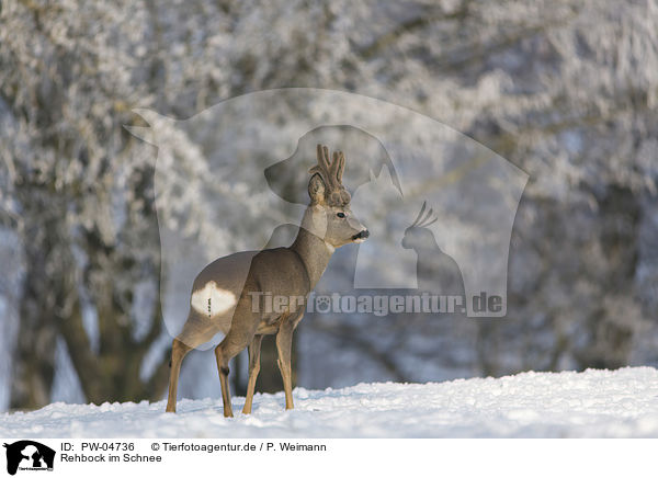 Rehbock im Schnee / Roebuck in the snow / PW-04736