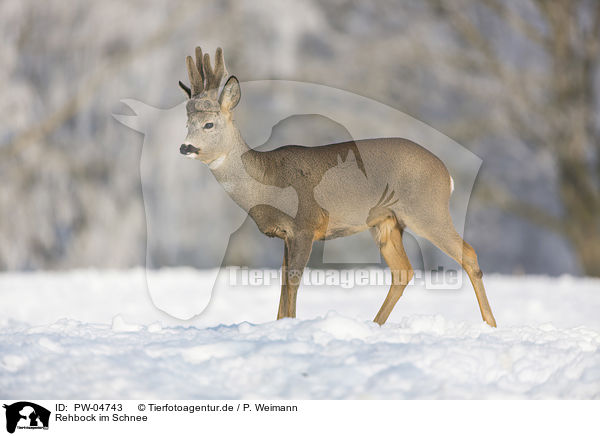 Rehbock im Schnee / PW-04743