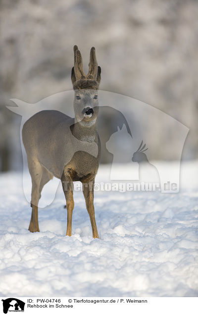 Rehbock im Schnee / PW-04746