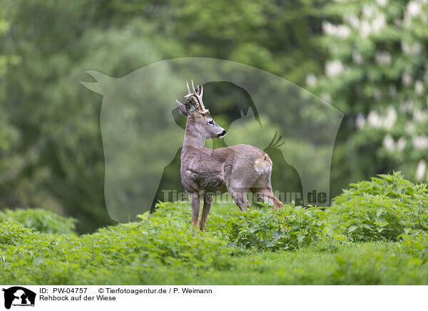 Rehbock auf der Wiese / Roebuck in the meadow / PW-04757
