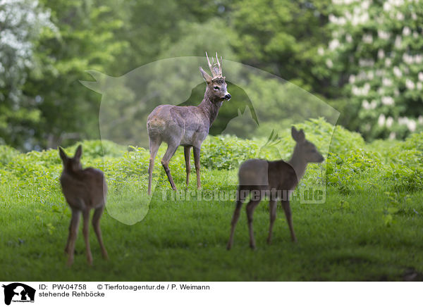 stehende Rehbcke / standing roebucks / PW-04758