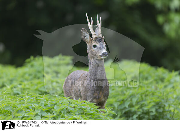 Rehbock Portrait / PW-04763