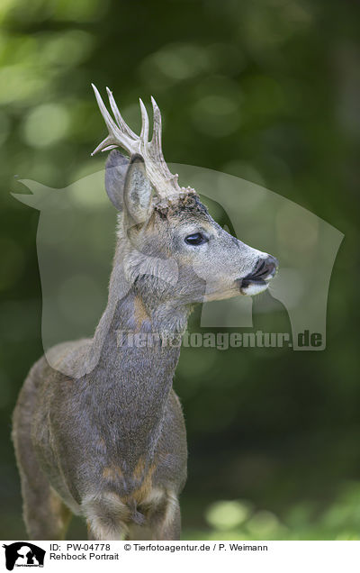 Rehbock Portrait / roebuck portrait / PW-04778