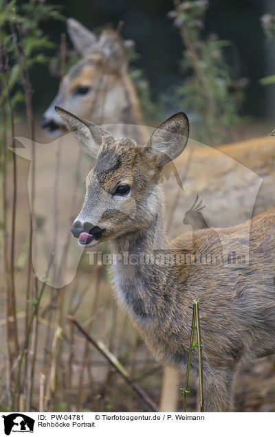 Rehbcke Portrait / PW-04781