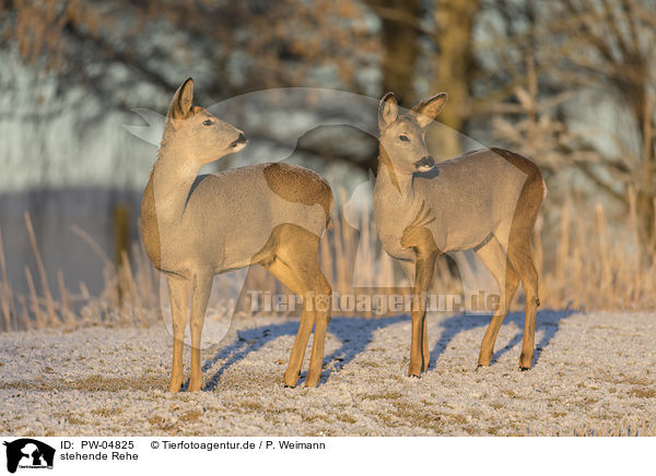 stehende Rehe / PW-04825