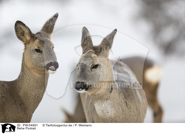 Rehe Portrait / PW-04891