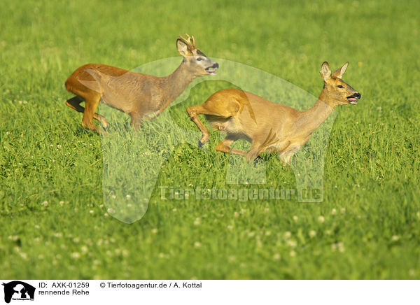 rennende Rehe / AXK-01259