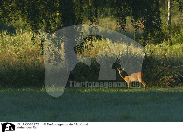 stehendes Reh / AXK-01272