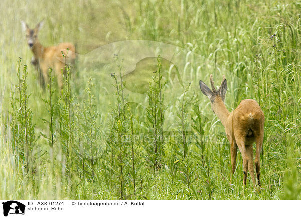 stehende Rehe / AXK-01274