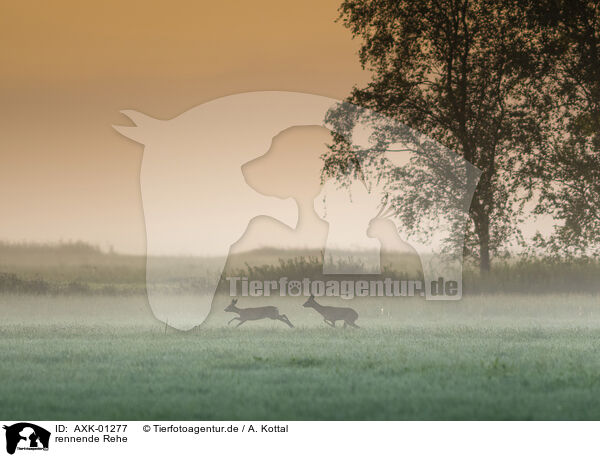 rennende Rehe / AXK-01277