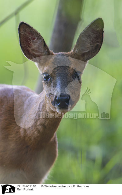 Reh Portrait / FH-01101