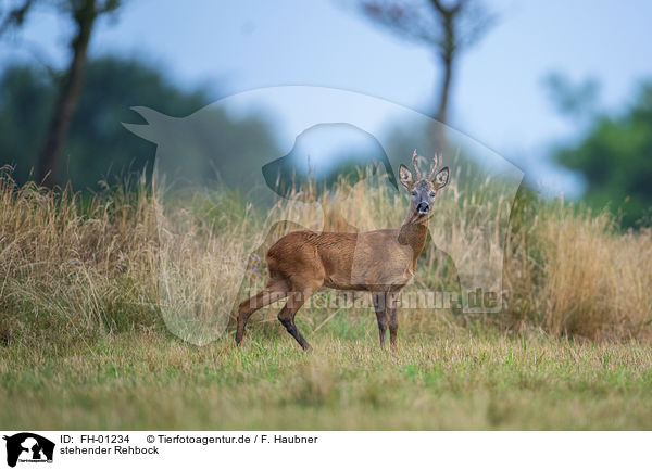 stehender Rehbock / FH-01234