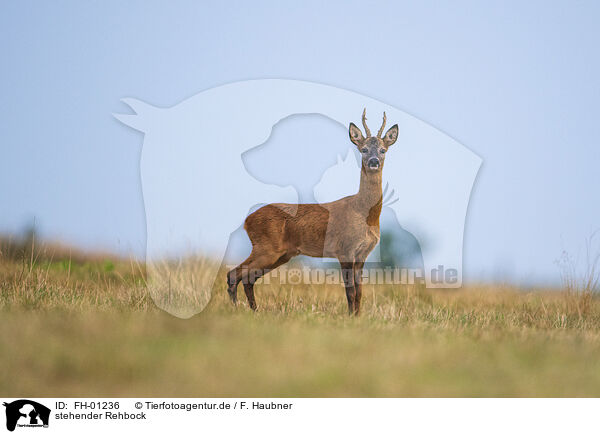 stehender Rehbock / standing Roebuck / FH-01236