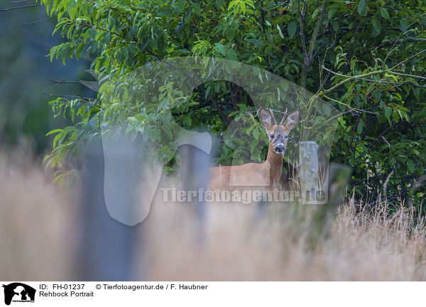 Rehbock Portrait / FH-01237