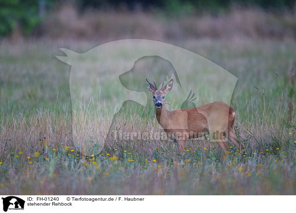 stehender Rehbock / standing Roebuck / FH-01240