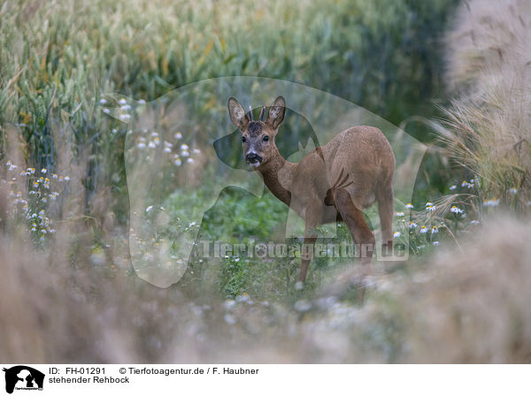 stehender Rehbock / FH-01291