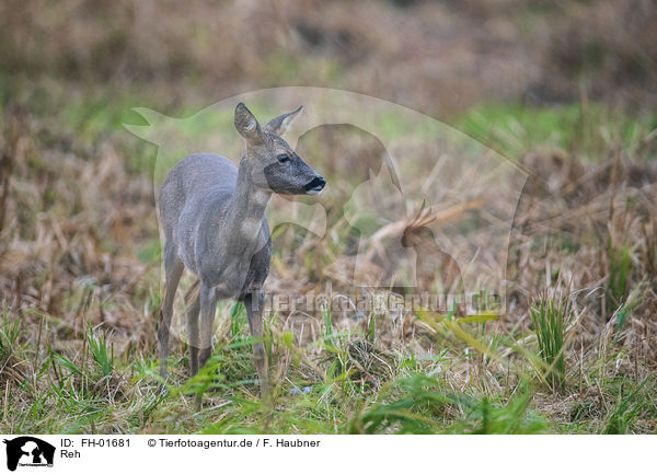 Reh / roe deer / FH-01681