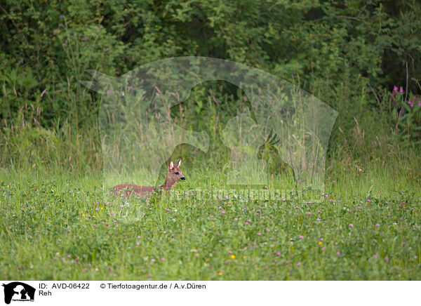 Reh / AVD-06422