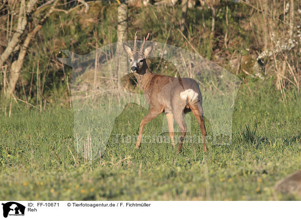 Reh / roe deer / FF-10671