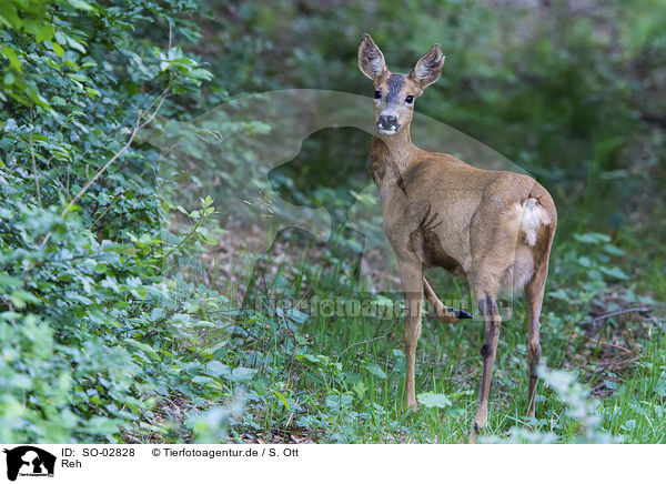 Reh / roe deer / SO-02828