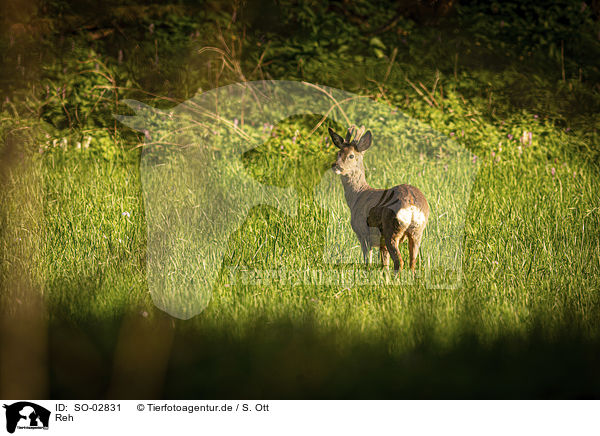 Reh / roe deer / SO-02831
