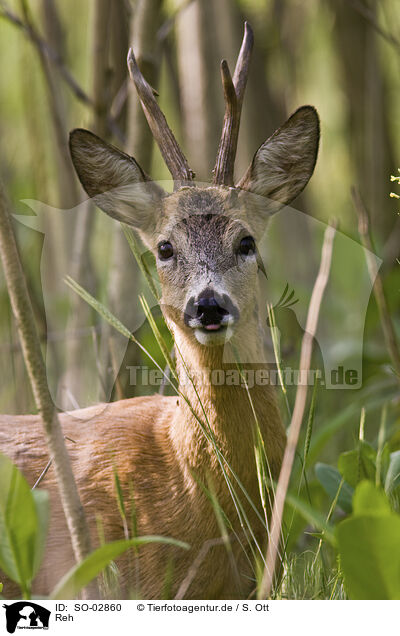 Reh / roe deer / SO-02860