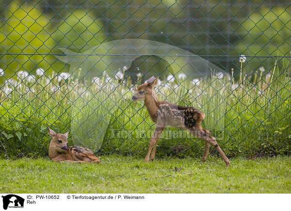 Reh / roe deer / PW-10652