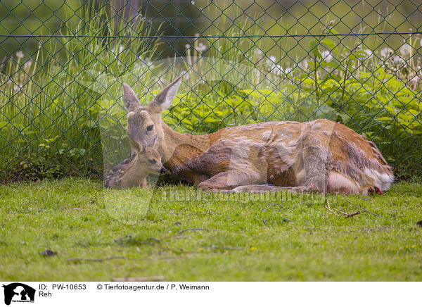 Reh / roe deer / PW-10653