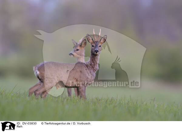 Reh / roe deer / DV-03830