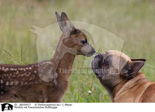 Rehkitz mit Franzsischer Bulldogge / JM-04617