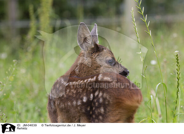 Rehkitz / JM-04639