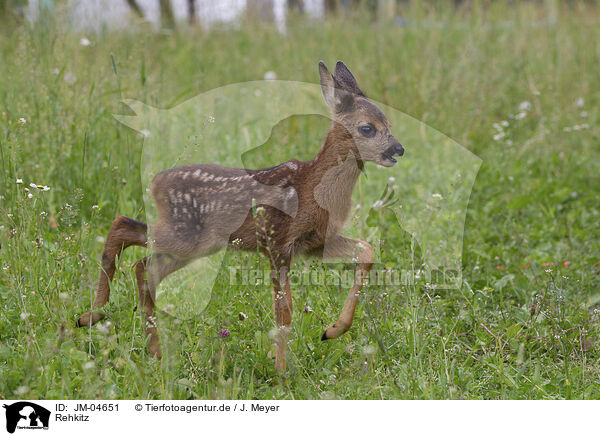 Rehkitz / Fawn / JM-04651