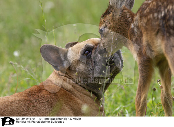 Rehkitz mit Franzsischer Bulldogge / JM-04670