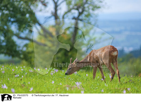 Rehwild / roe deer / FH-02070