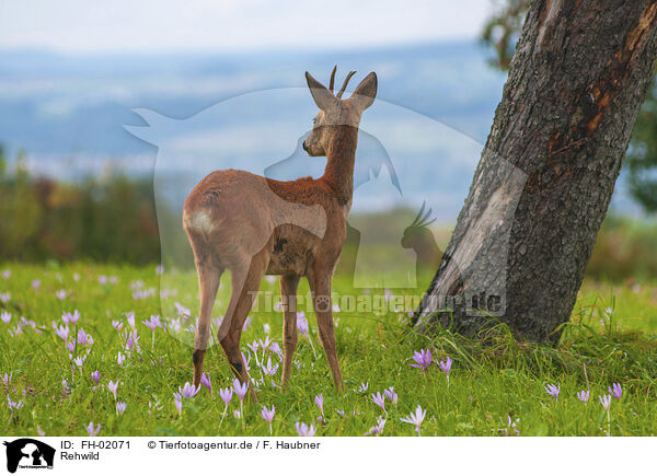 Rehwild / roe deer / FH-02071