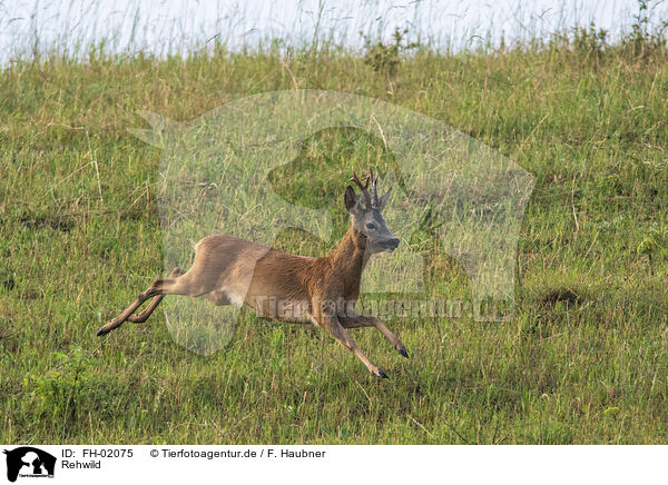 Rehwild / roe deer / FH-02075