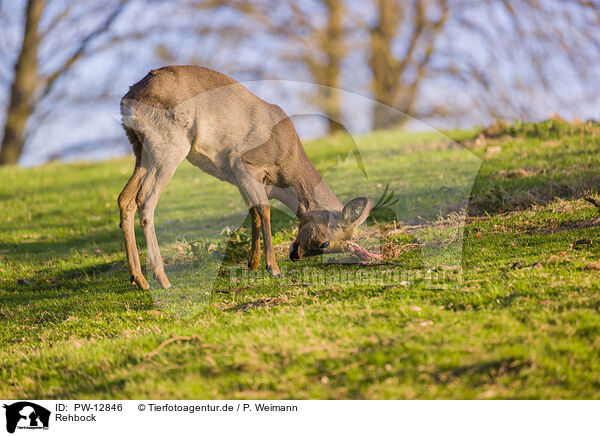 Rehbock / roe buck / PW-12846