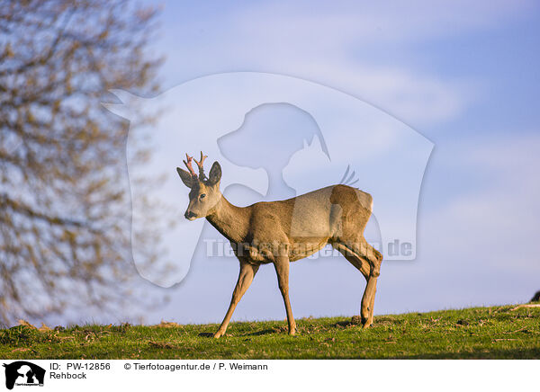 Rehbock / roe buck / PW-12856