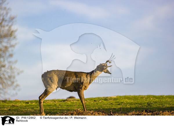 Rehbock / roe buck / PW-12862