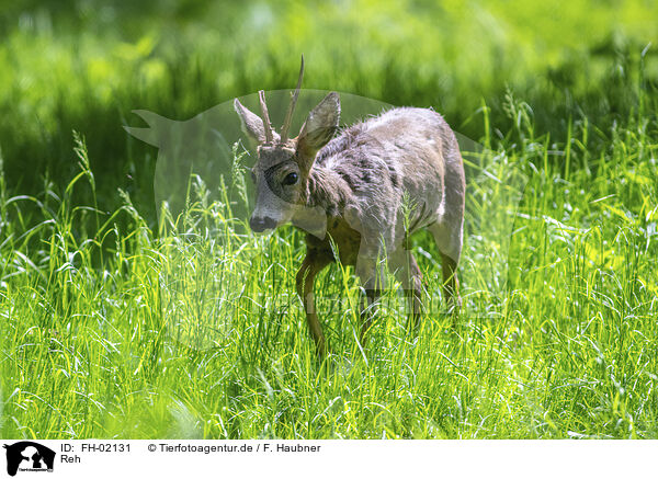 Reh / roe deer / FH-02131