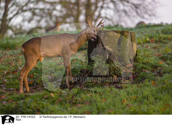 Reh / roe deer / PW-14422