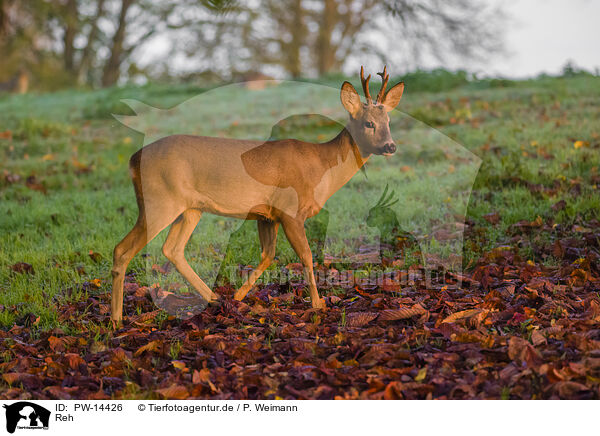 Reh / roe deer / PW-14426