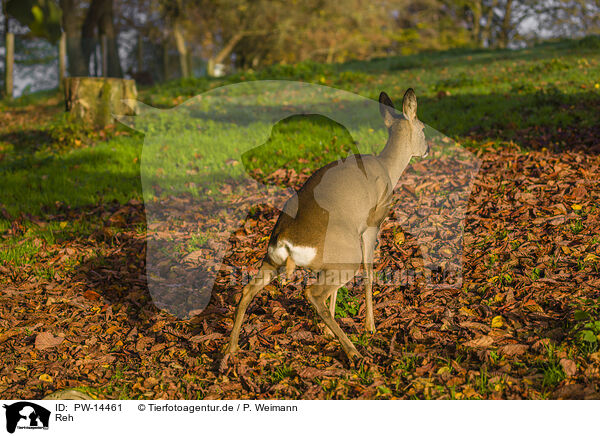 Reh / roe deer / PW-14461