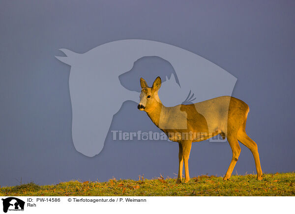 Reh / roe deer / PW-14586
