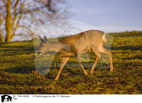 Reh / roe deer / PW-14648