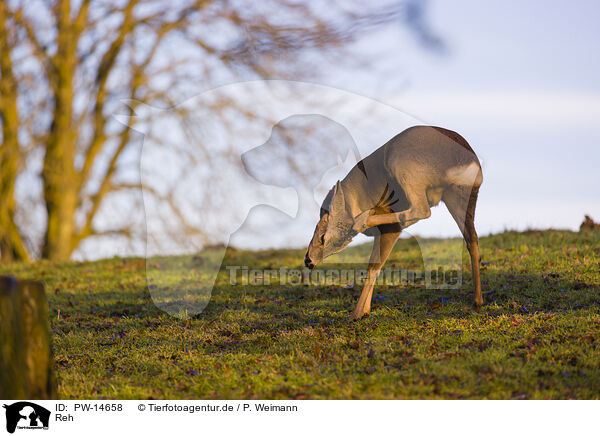 Reh / roe deer / PW-14658