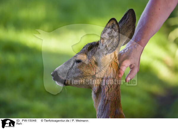 Reh / roe deer / PW-15046